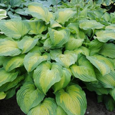 Hosta 'Summer Serenade' Hosta 'Summer Serenade'